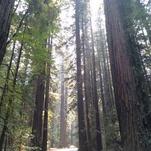 Meet your Posher, Suzanne